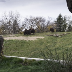 Winnipeg Zoo